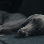 Chemotherapy for Dogs: What to Know | Canna-Pet®