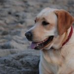 Bordetella Vaccine for Dogs | Canna-Pet®