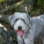 How to Treat Nausea in Dogs | Canna-Pet®