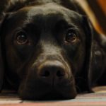 Holistic Treatments for Dogs With Lymphoma | Canna-Pet®