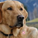 Treatments for Pain in Dogs