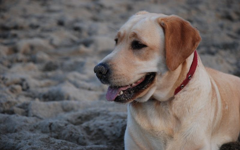 Bordetella Vaccine for Dogs | Canna-Pet®