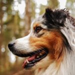 Holistic Treatments for Dogs With Cancer | Canna-Pet®