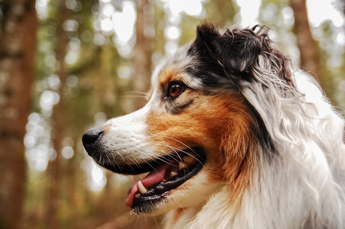 Holistic Treatments for Dogs With Cancer Canna Pet