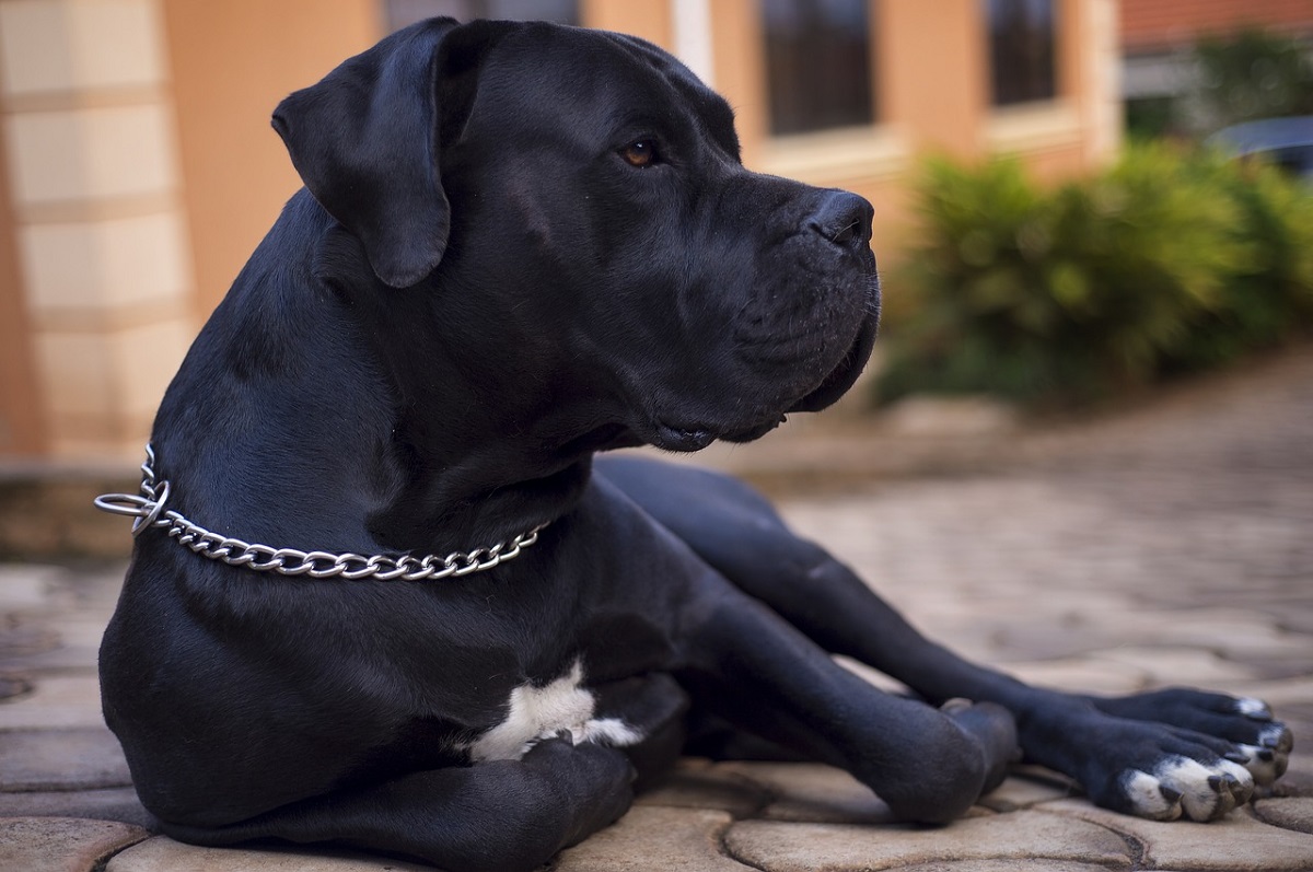 Side Effects of Rabies Vaccine in Dogs | Canna-Pet®
