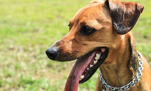 Holistic Treatments for Dogs With Cancer | Canna-Pet®