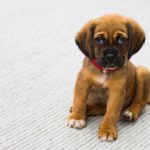 What is DHPP for Dogs? | Canna-Pet®