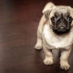 Side Effects of the Bordetella Vaccine for Dogs | Canna-Pet®