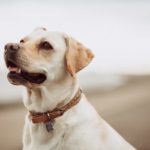 Treatments for Arthritis in Dogs | Canna-Pet®