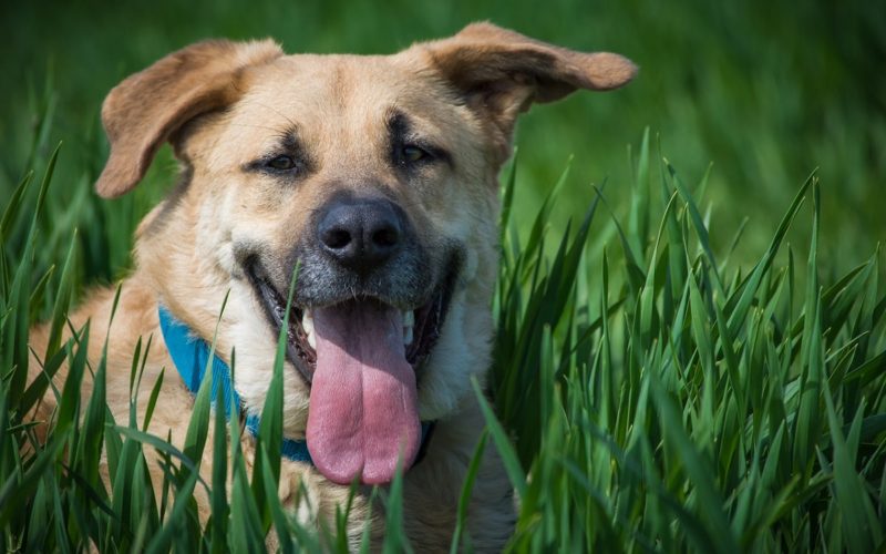 Why Do Dogs Eat Grass? | Canna-Pet®