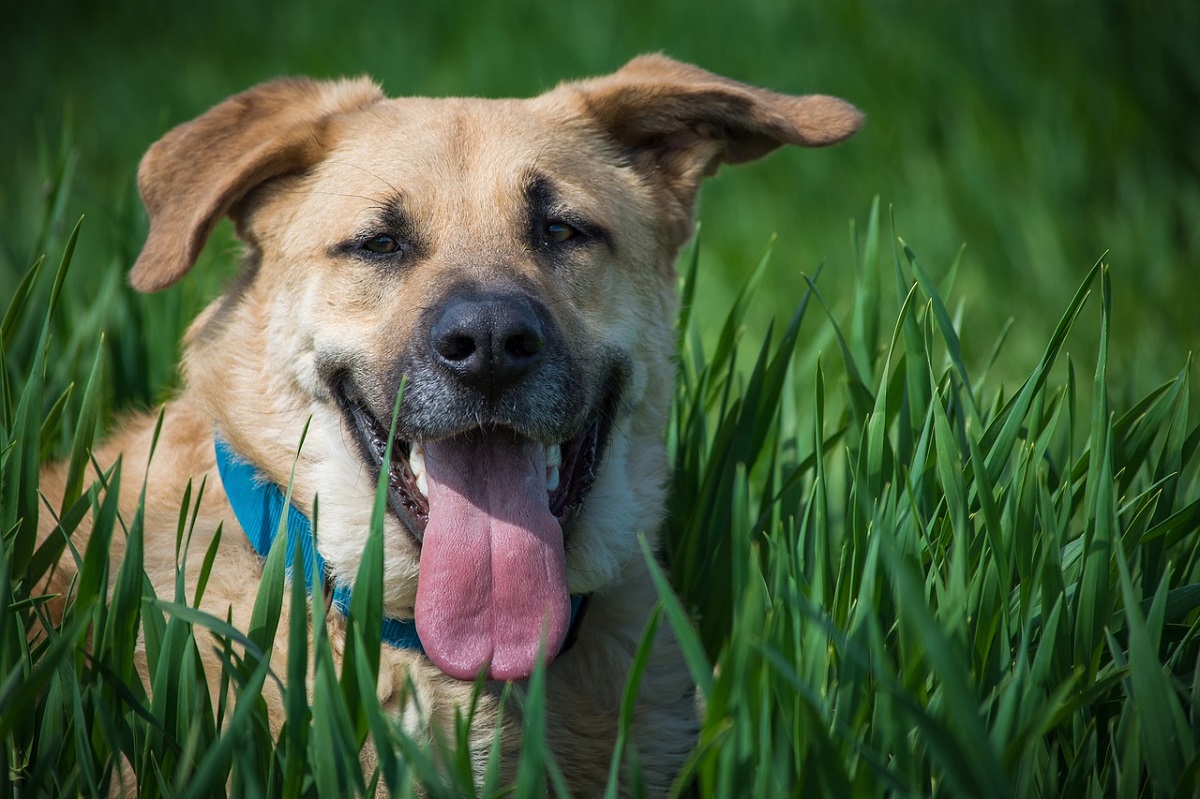 why do dogs eat grass