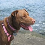 What is the Average Cost of Hydrotherapy for Dogs? | Canna-Pet®