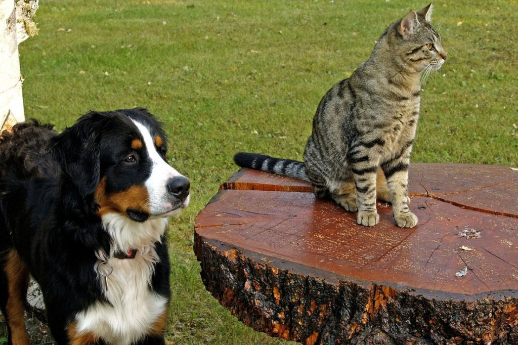 Why Do Dogs Eat Cat Poop Canna Pet 