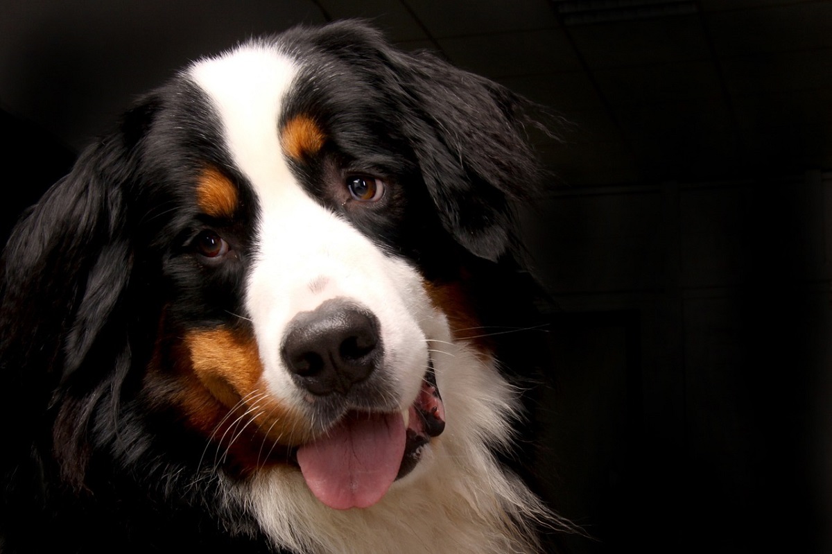 What Is The Bernese Mountain Dog Lifespan? - Canna-Pet