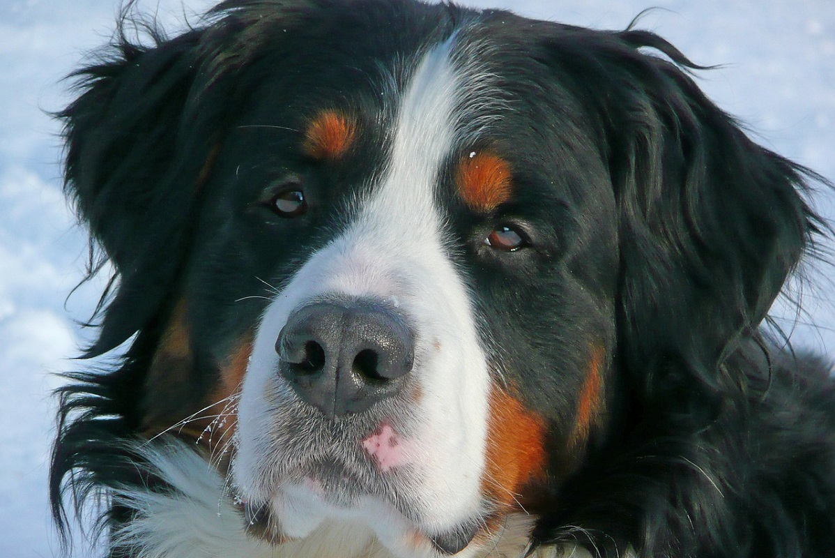 Bernese mountain dog long hot sale hair