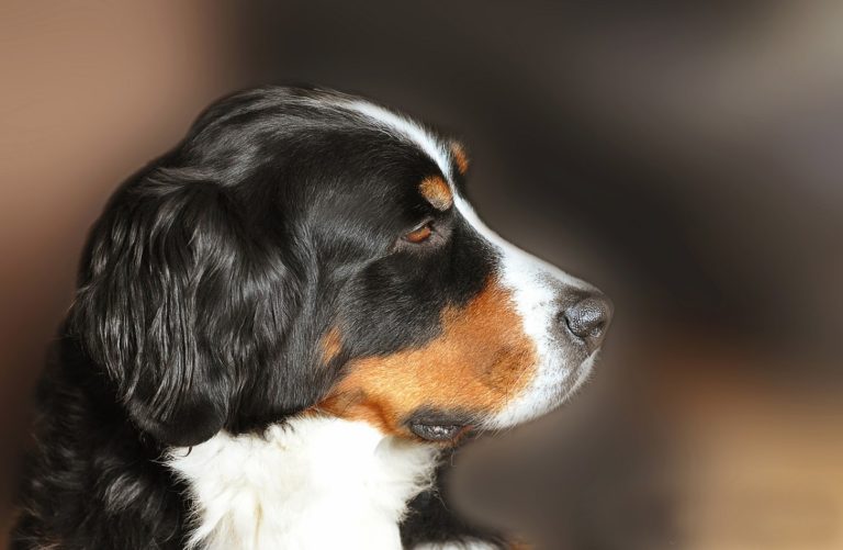 Bernese Mountain Dog Health Issues & Problems CannaPet®