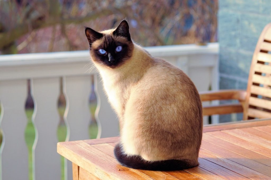 Training kittens to stay hotsell off counters