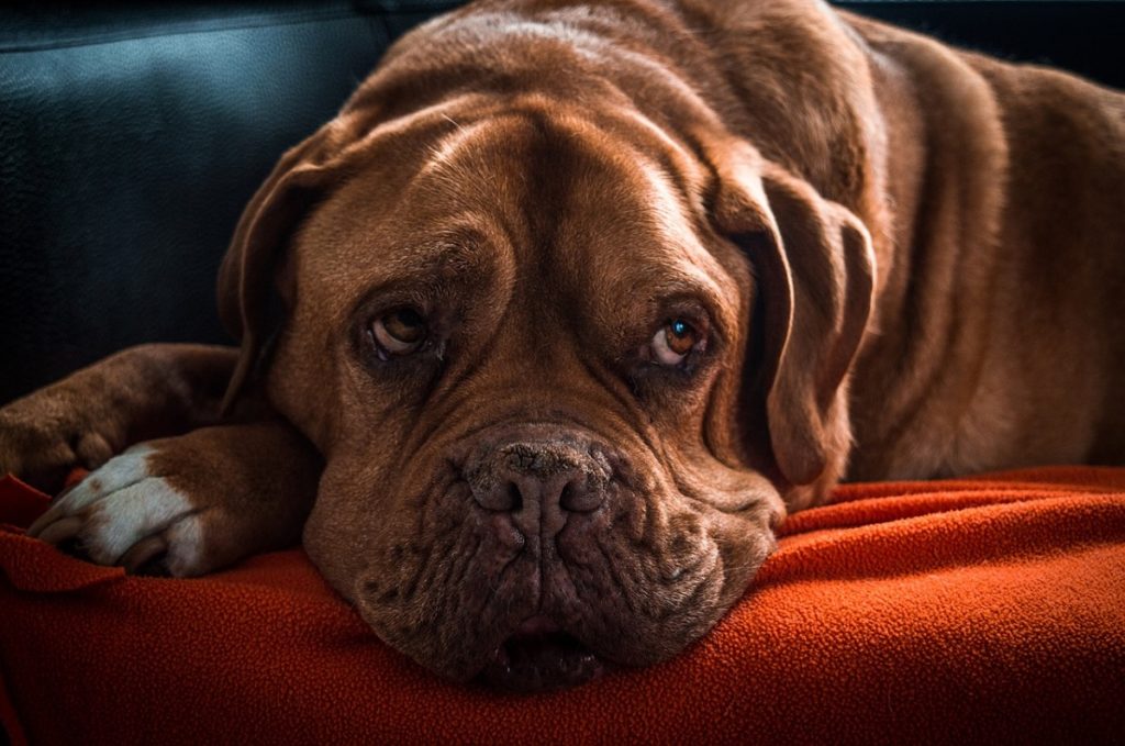 Why Is My Dog Whining After Anesthesia? | Canna-Pet®
