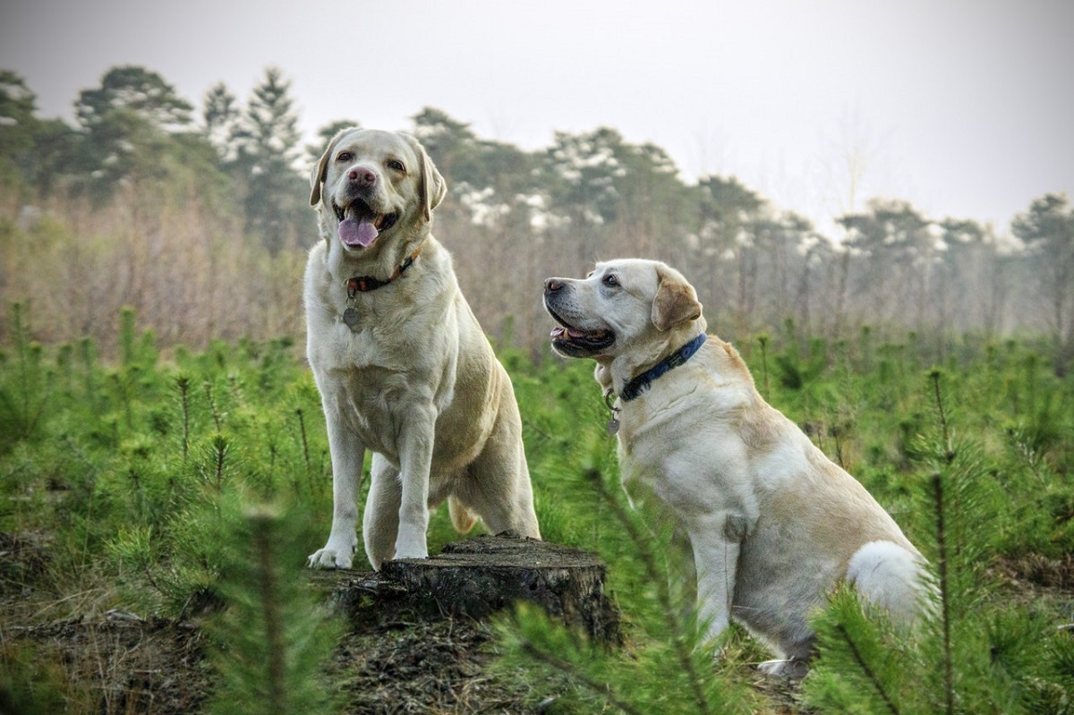 what is dominant behaviour in dogs