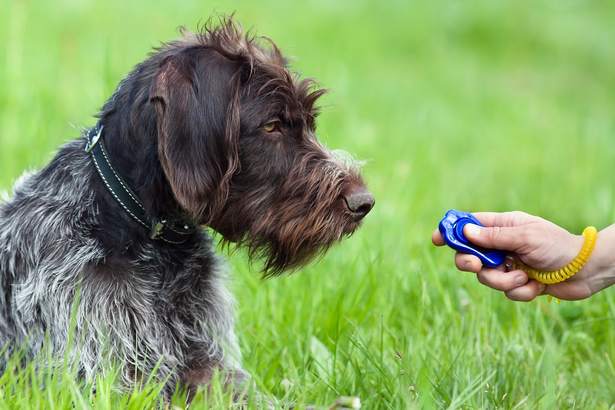 How to Train a Dog With a Clicker CannaPet®