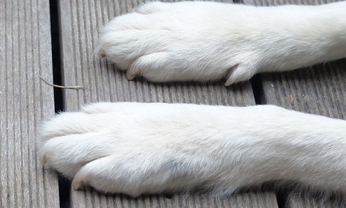 How to Treat Cracked Dog Paws