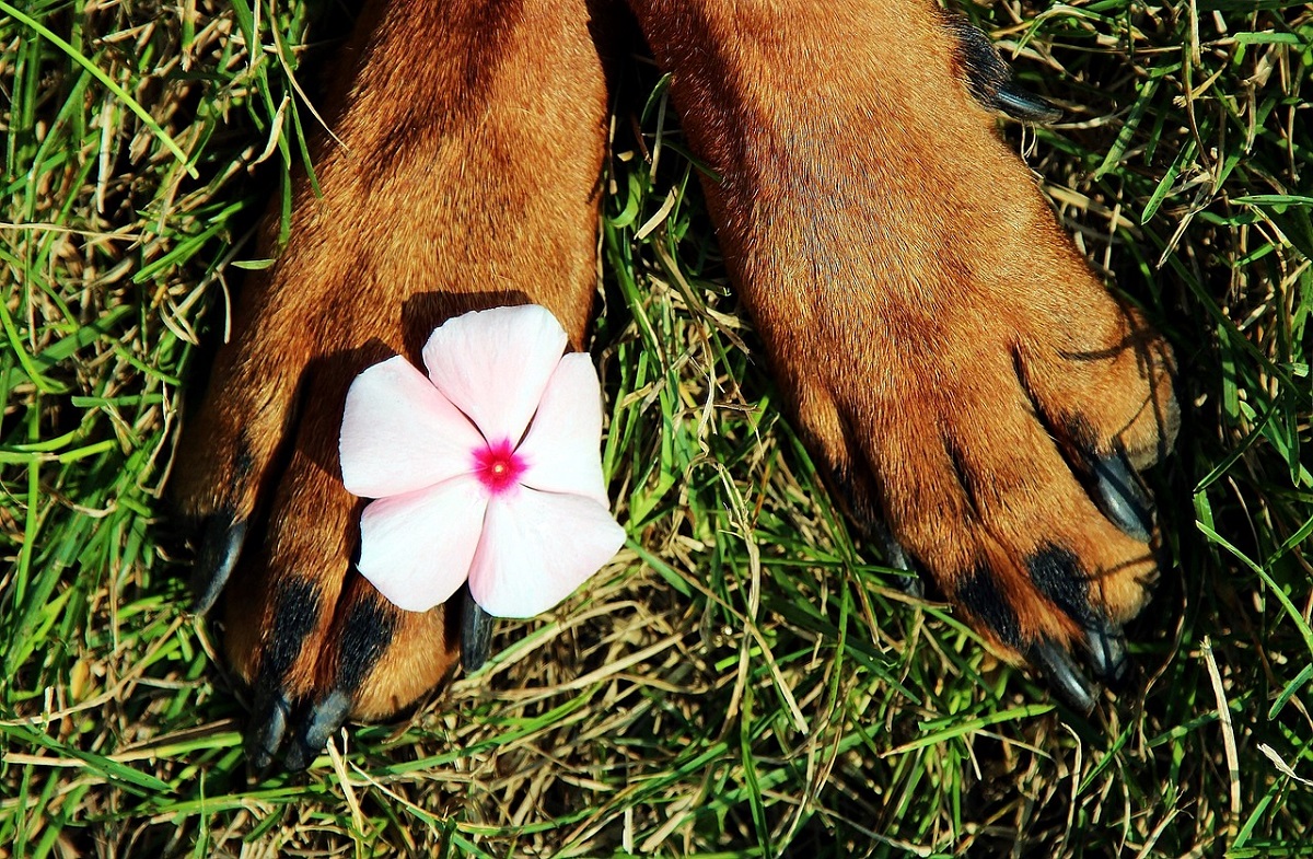 Dog Paw Protection A Helpful Guide CannaPet®