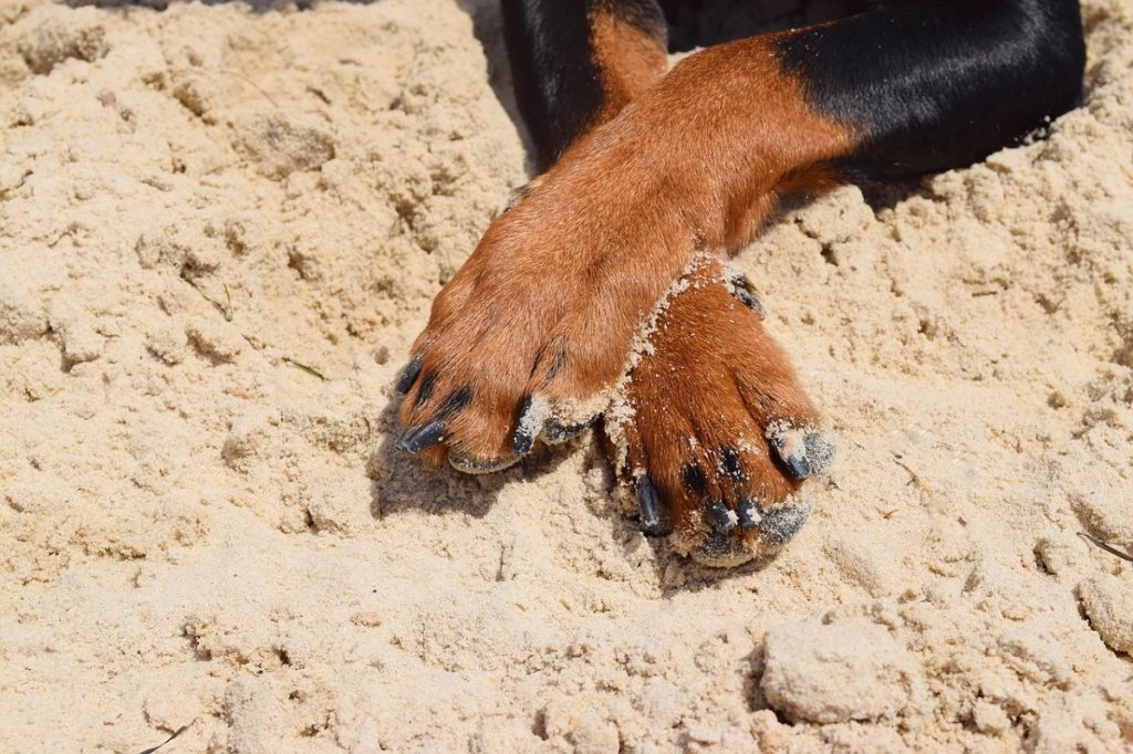 Dog licking between outlet toes