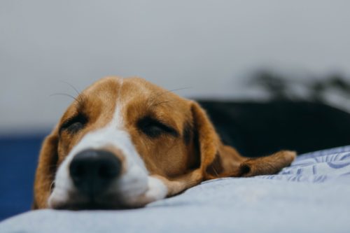 can a dog have sleep apnea