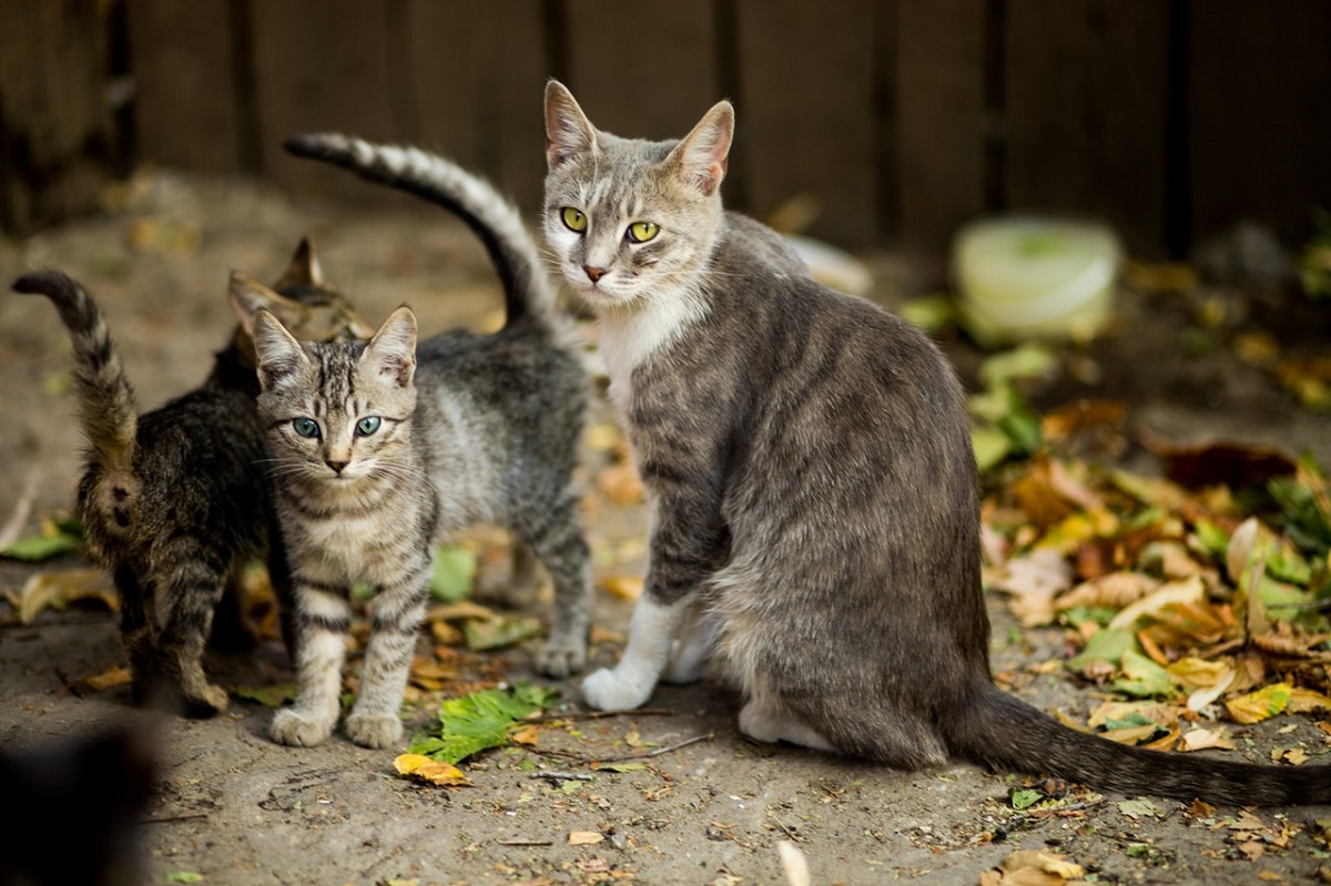 Why Shouldn T Pregnant Woman Be Around Cats