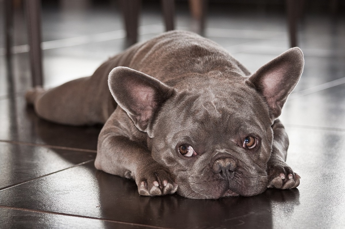 does anemia cause weight loss in dogs
