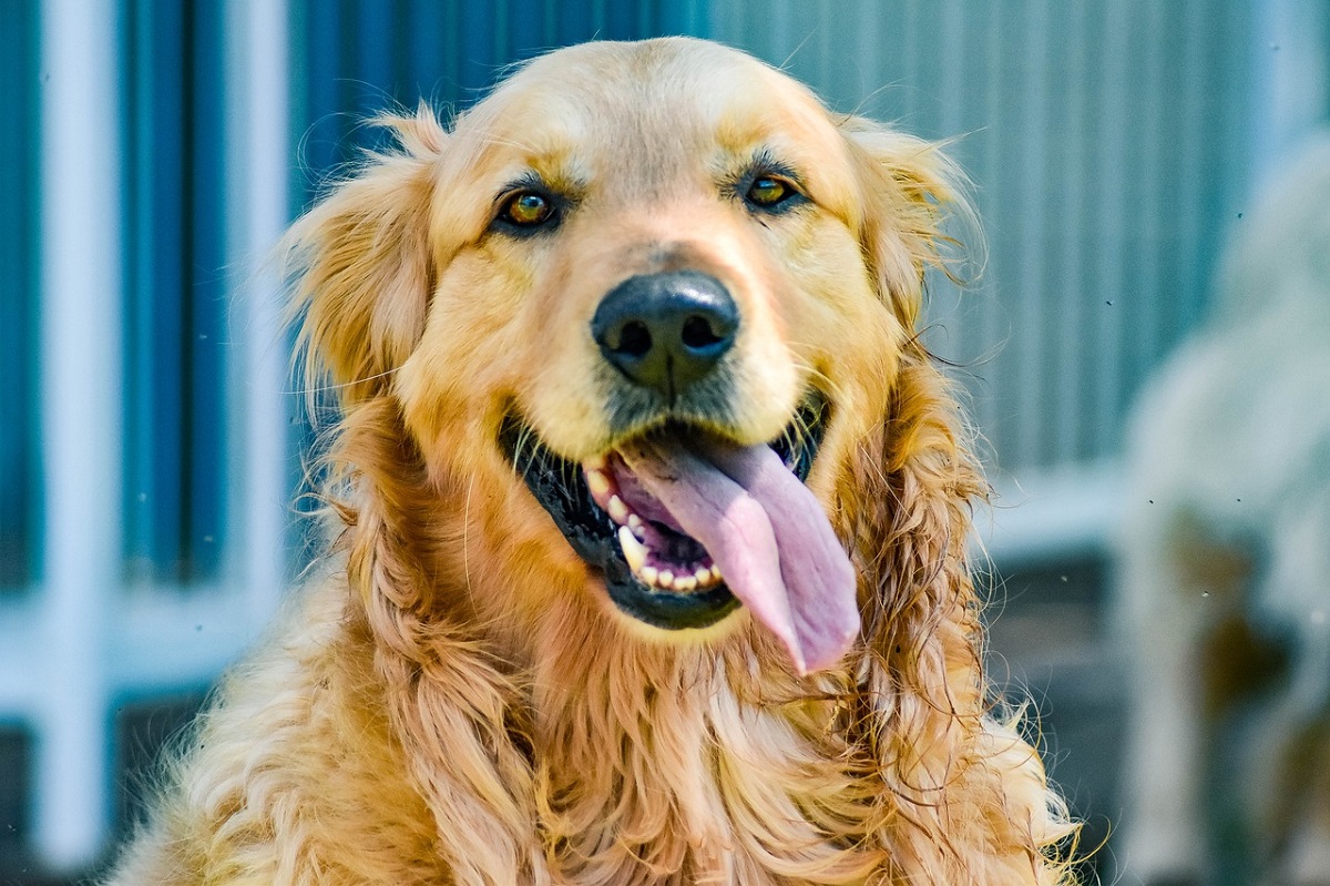 my dog suddenly has bad breath