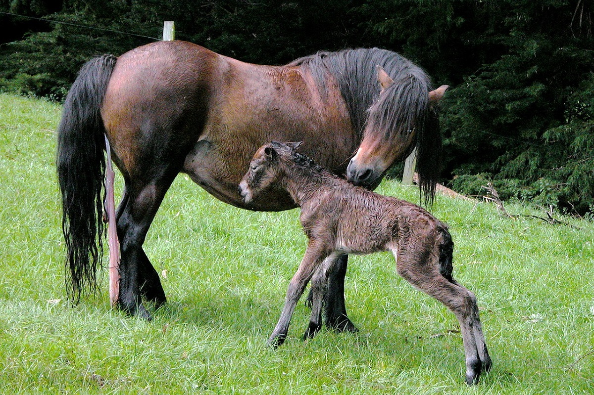Signs of Pregnancy in a Horse CannaPet®