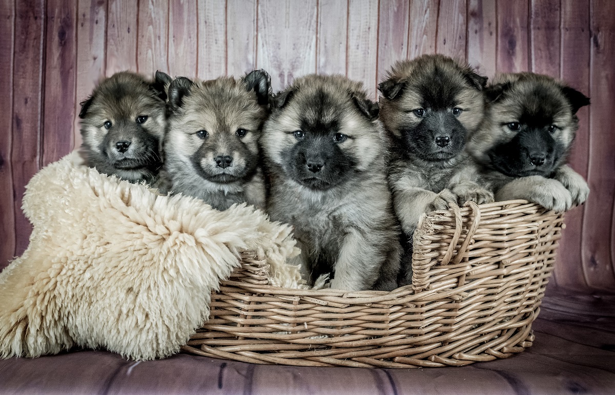 How Long Are Dogs Pregnant? Dog Gestation Period