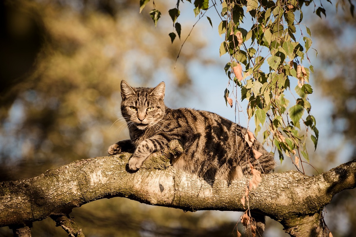 are taro plants poisonous to cats and dogs