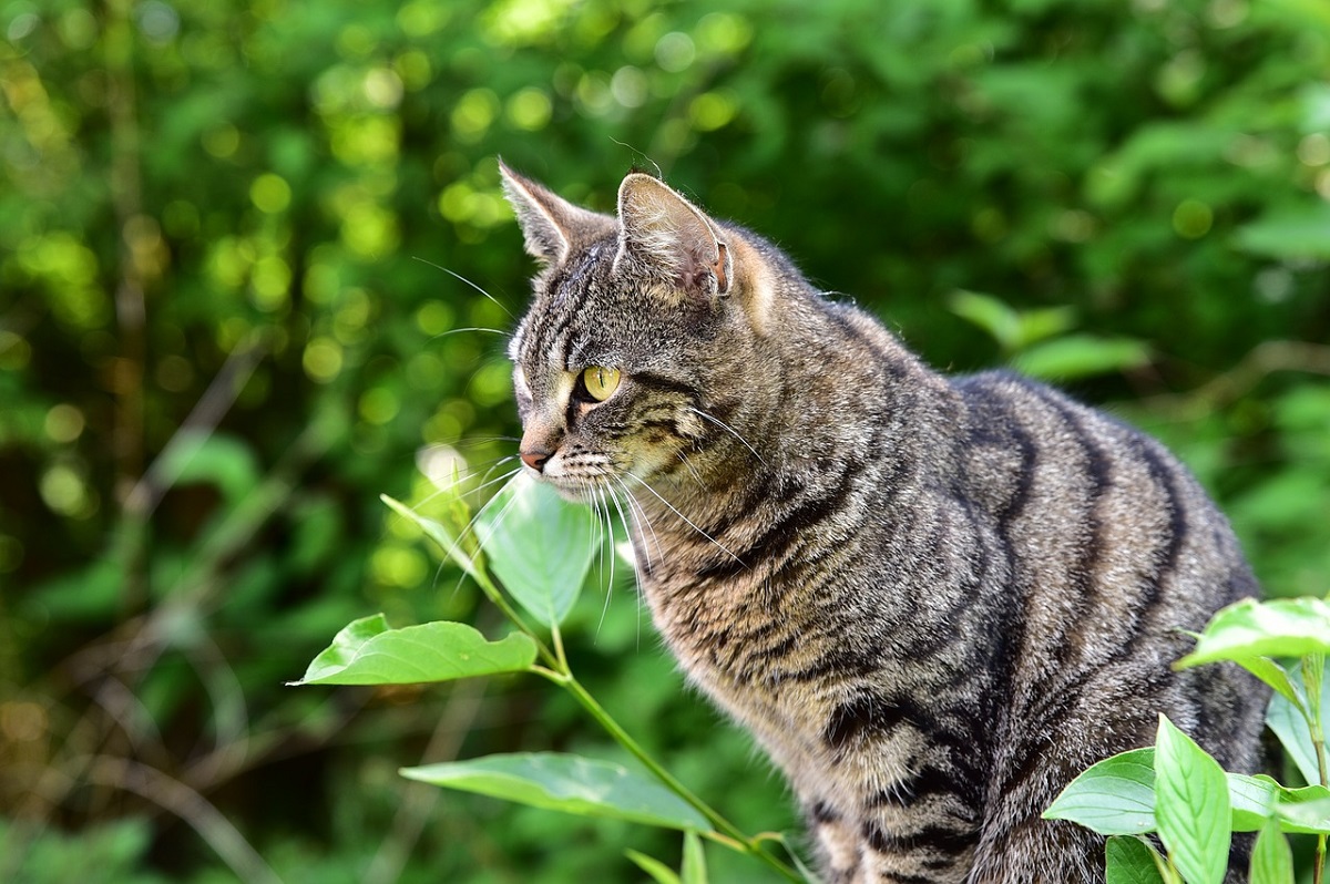 poisoned cat treatment