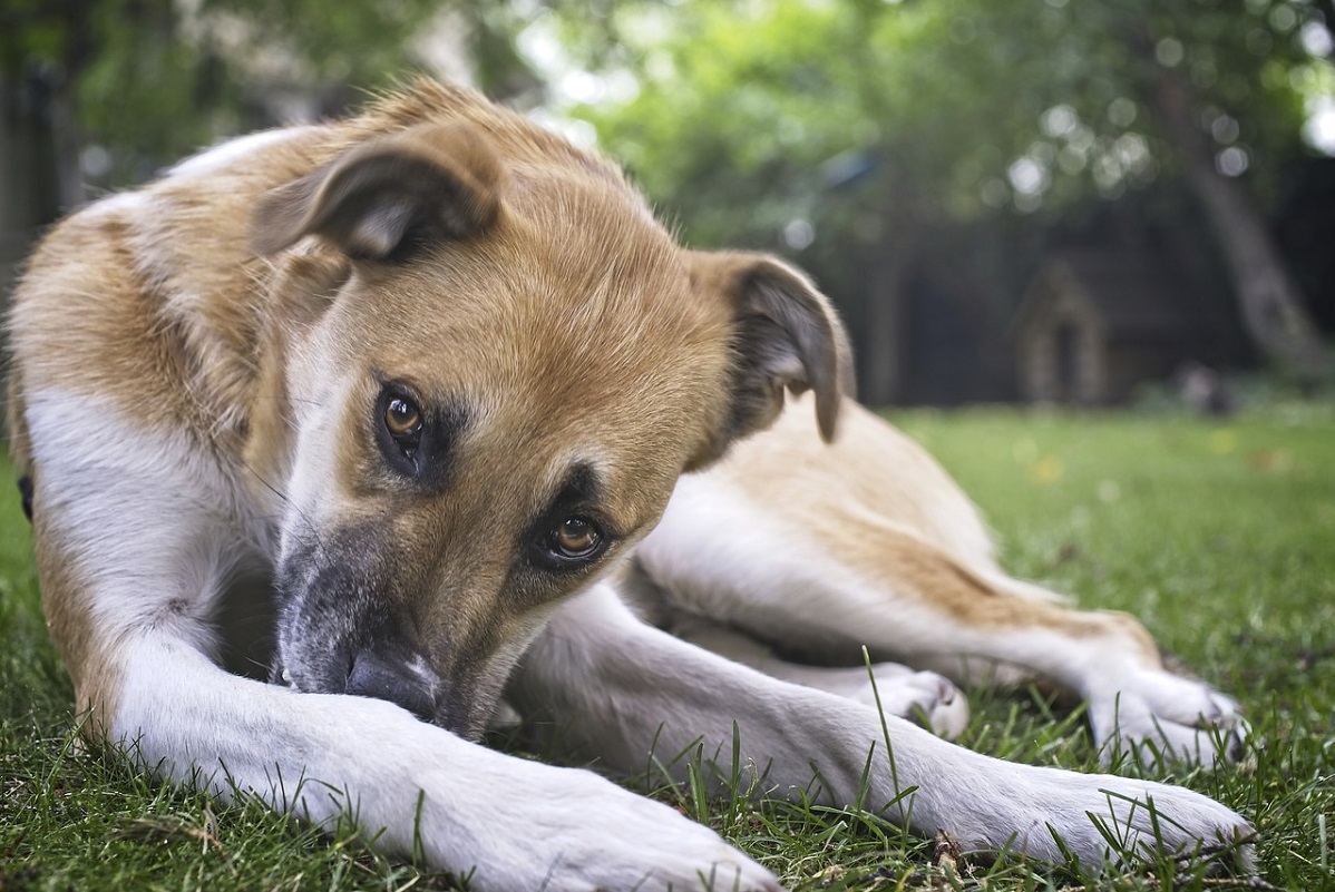 Signs & Symptoms of Poisoning in Dogs CannaPet®