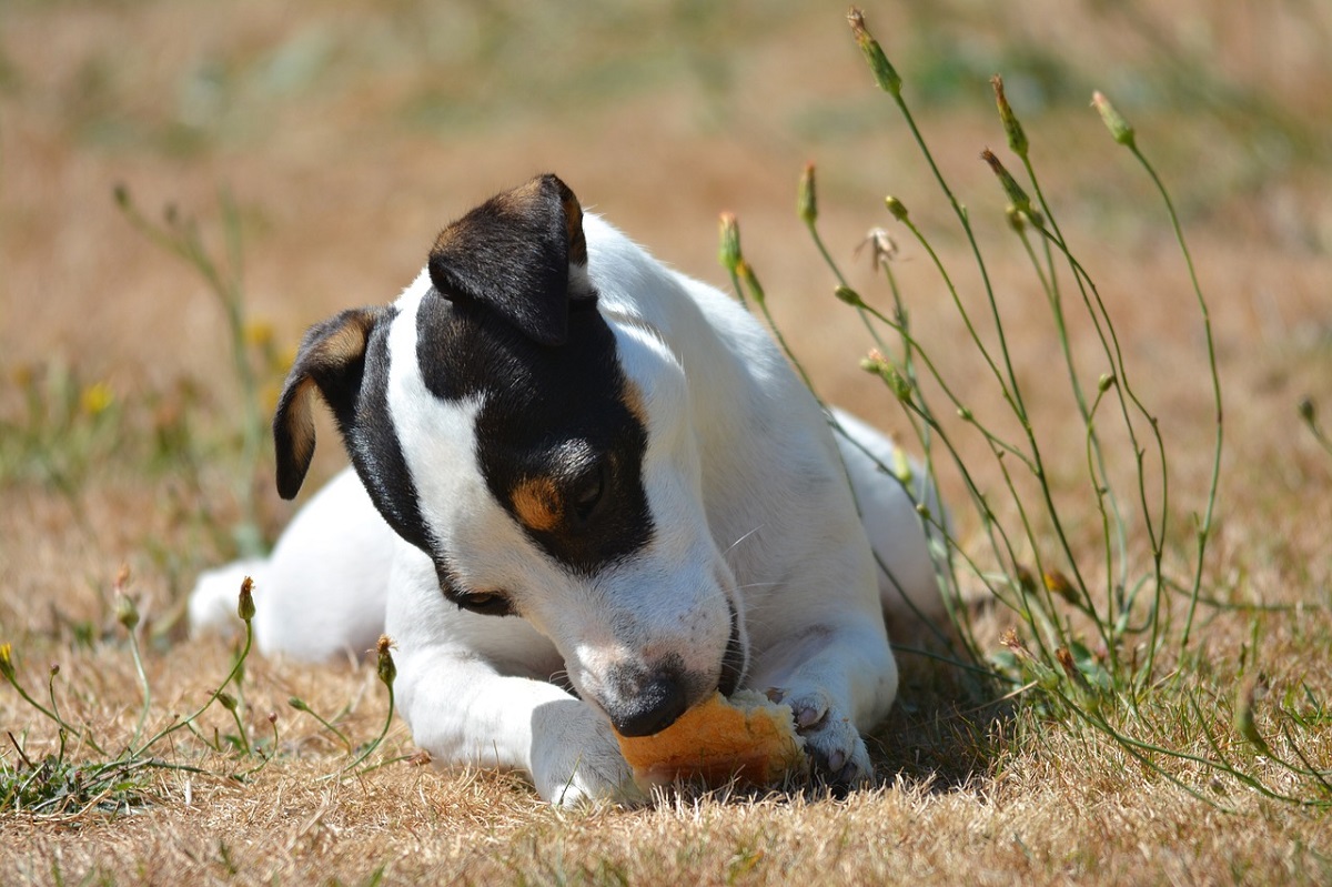 is bread harmful for dogs