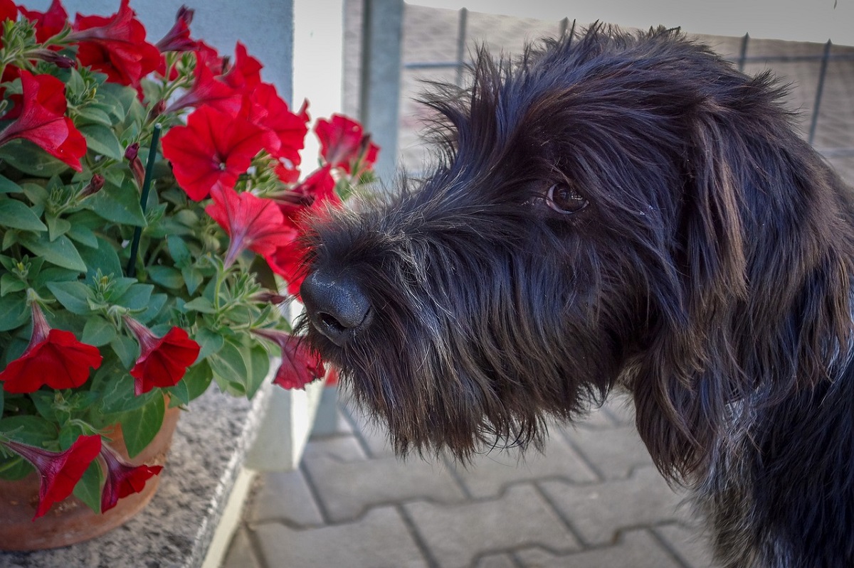 are lilies toxic to dogs