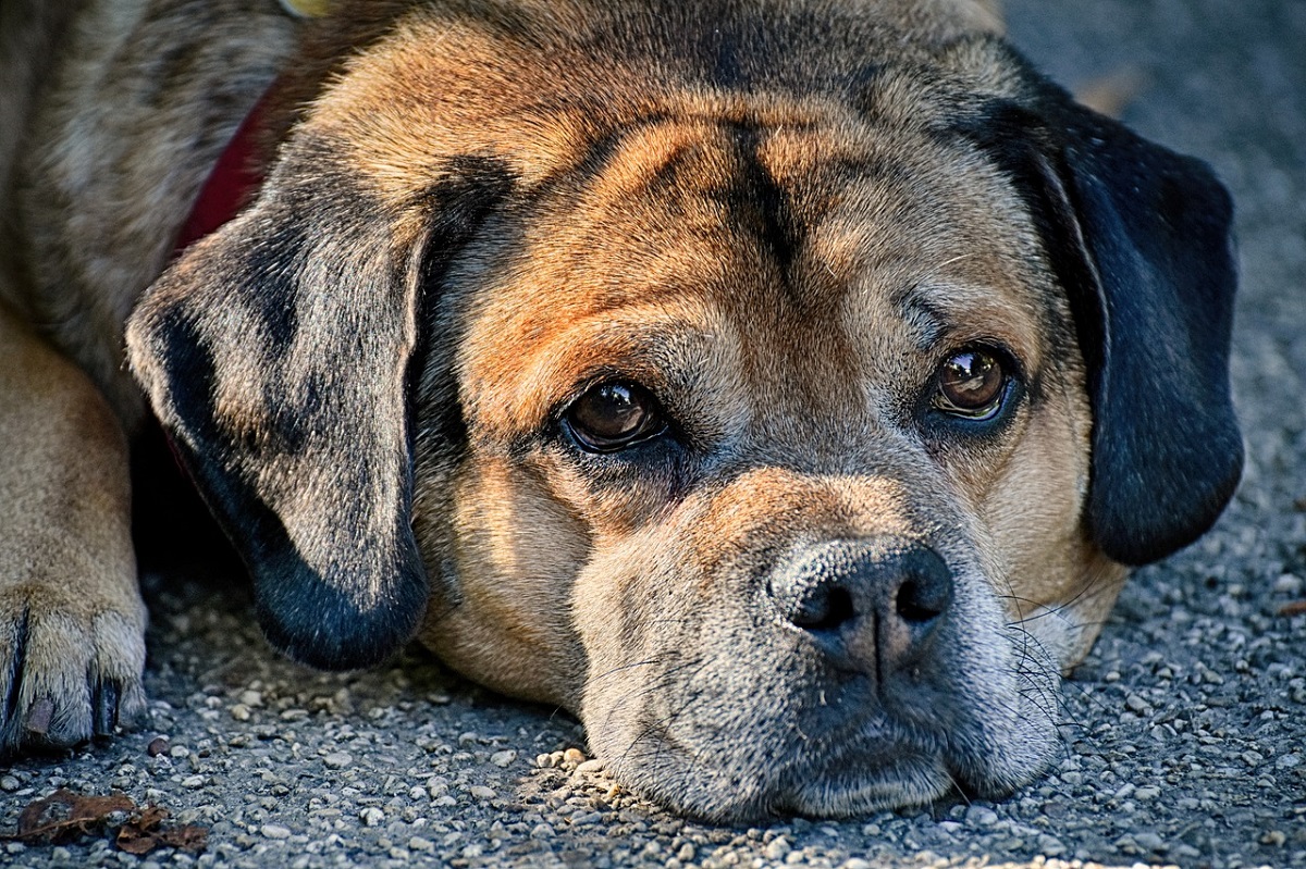 are bananas good for the bullmastiff