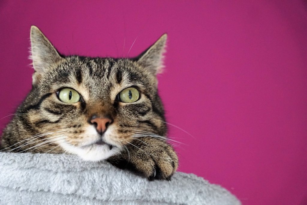 Can Cats Have Bad Reaction To Flea Treatment