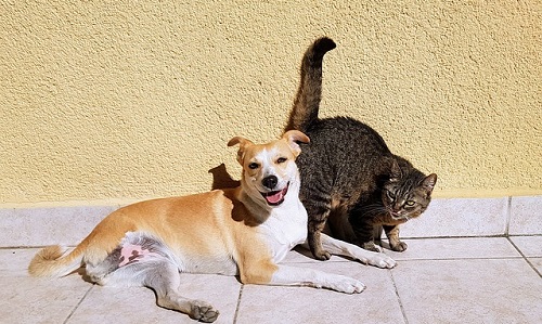 how do i know if my dog is allergic to my cat