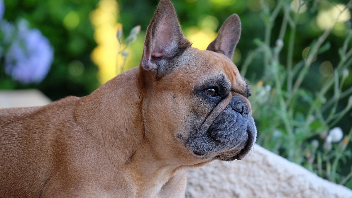 What Causes Scabs on a Dog’s Ear? | Canna-Pet