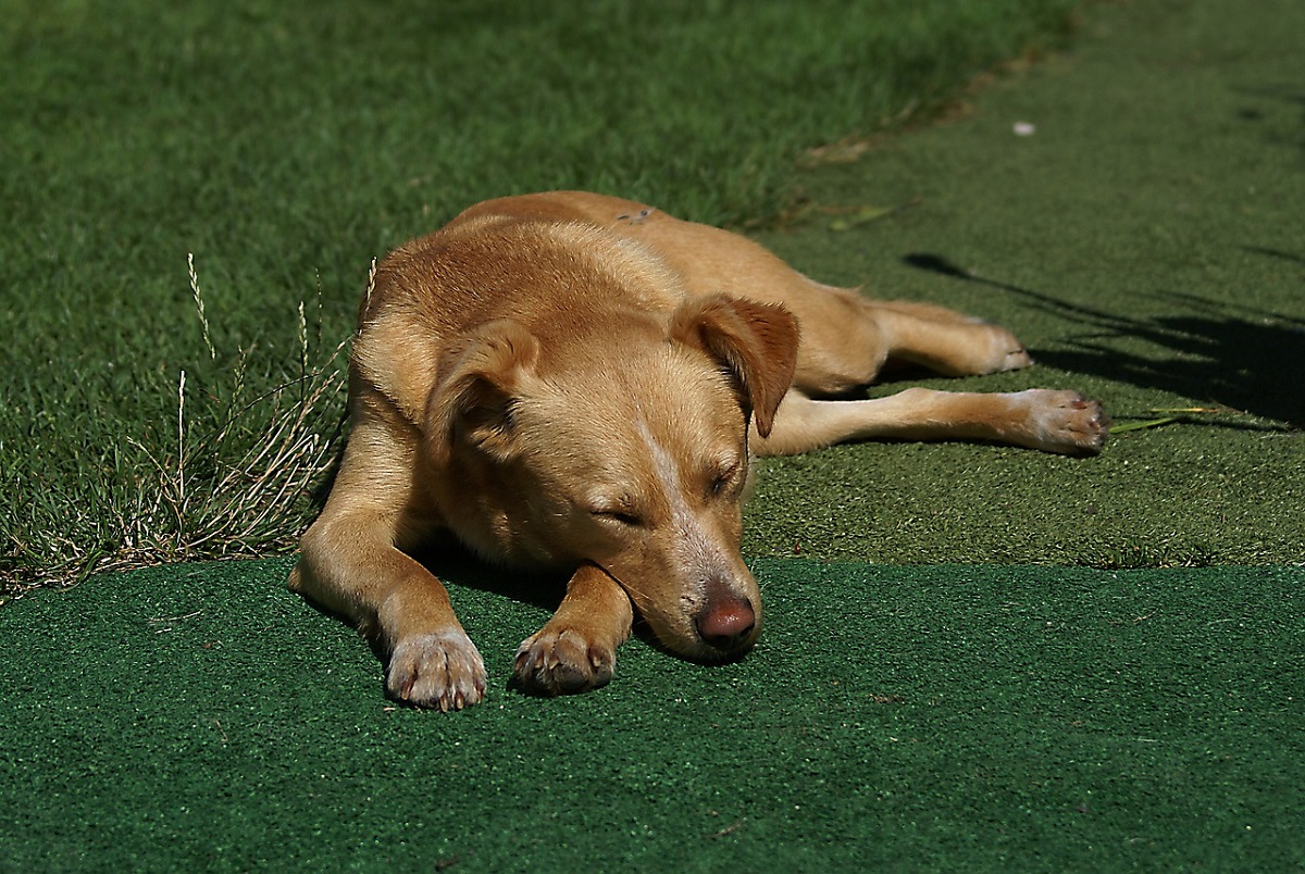 Veterinary Practice: Dog Jumped Off Couch And Is Now Limping