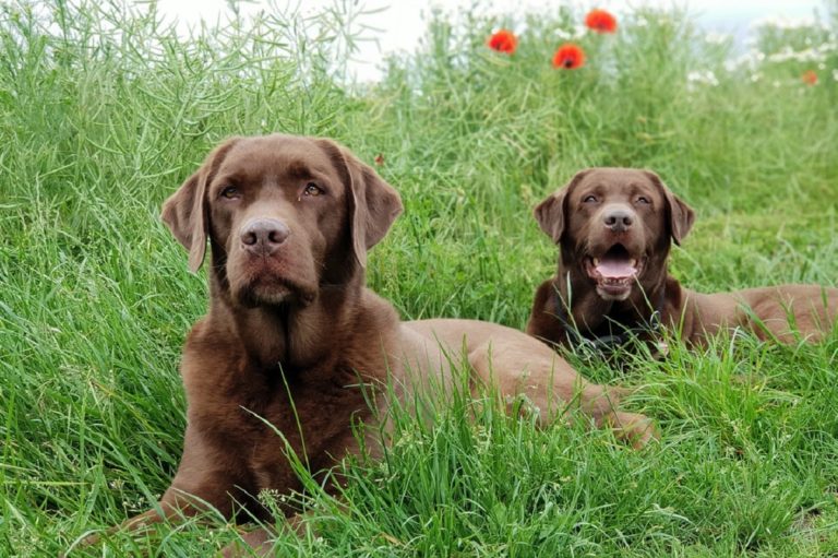 My Dog Is Allergic to Grass: What Do I Do? | Canna-Pet®