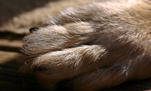 Swollen Dog Paw and Pads: Common Causes & Solutions - PawSafe