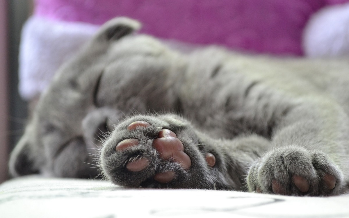 Swollen Paws in Cats Symptoms & Causes CannaPet®