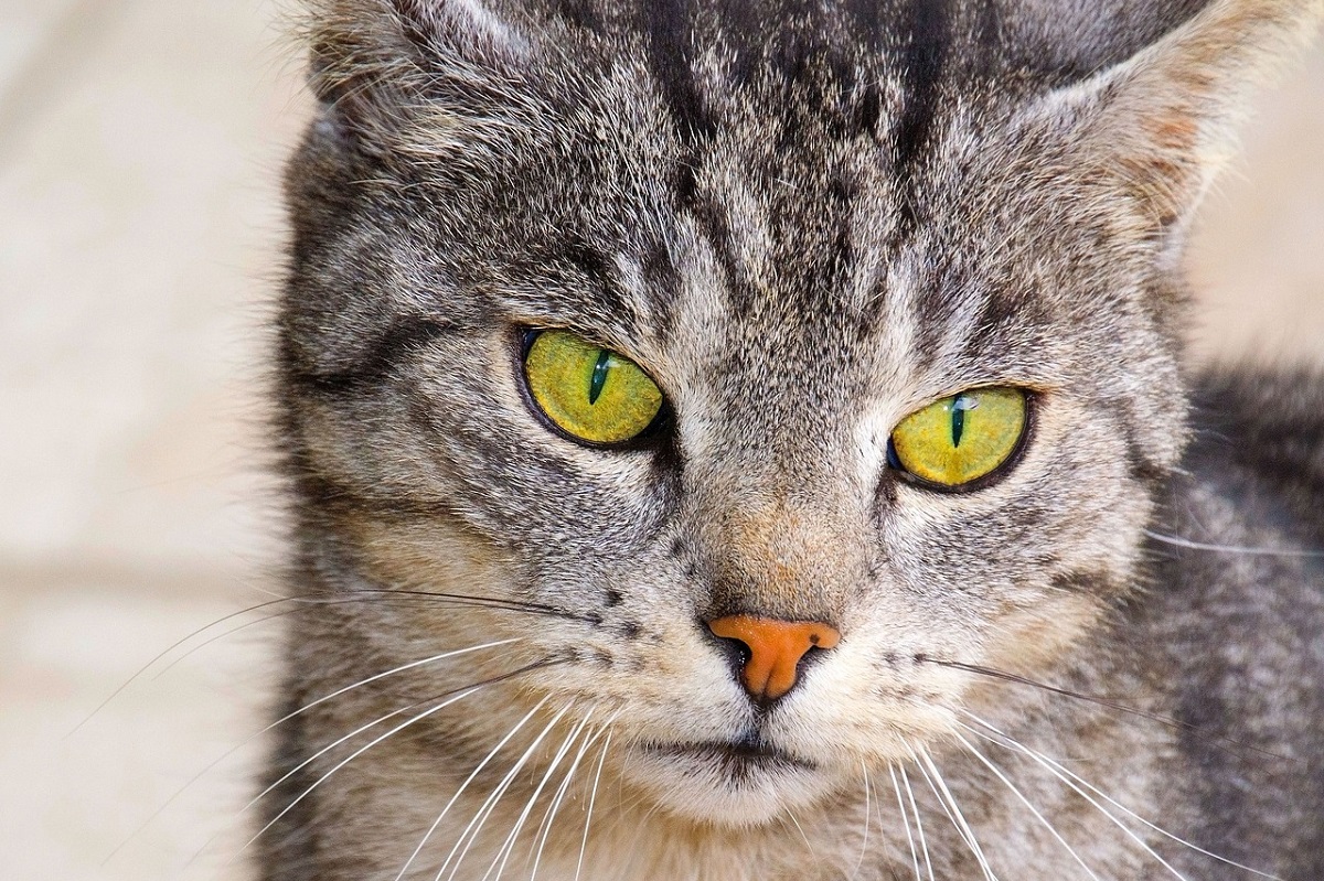 What Is the Average Lifespan of the Common Cat?  