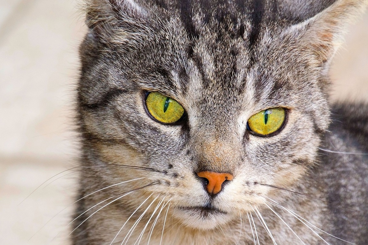 How long do cats live? Average lifespan and how to keep pets healthy.