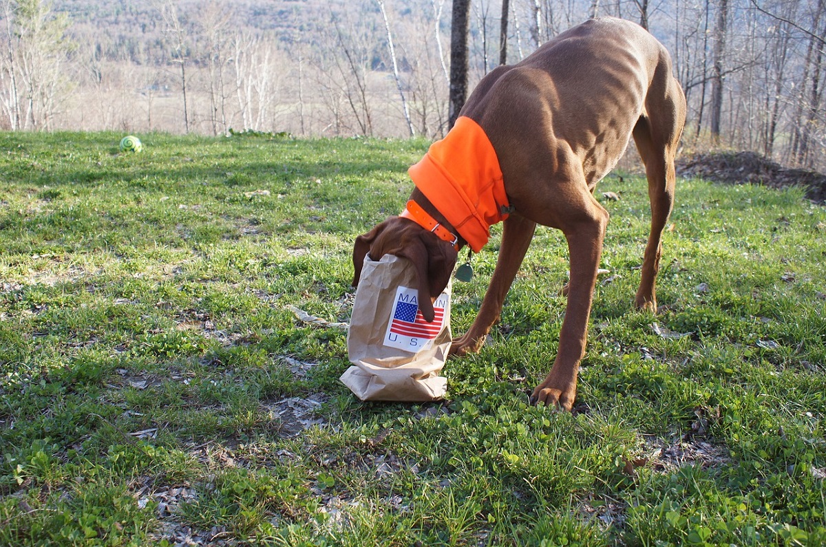 how to stop dog farting smelly