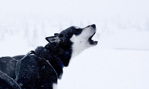 can female dogs howl